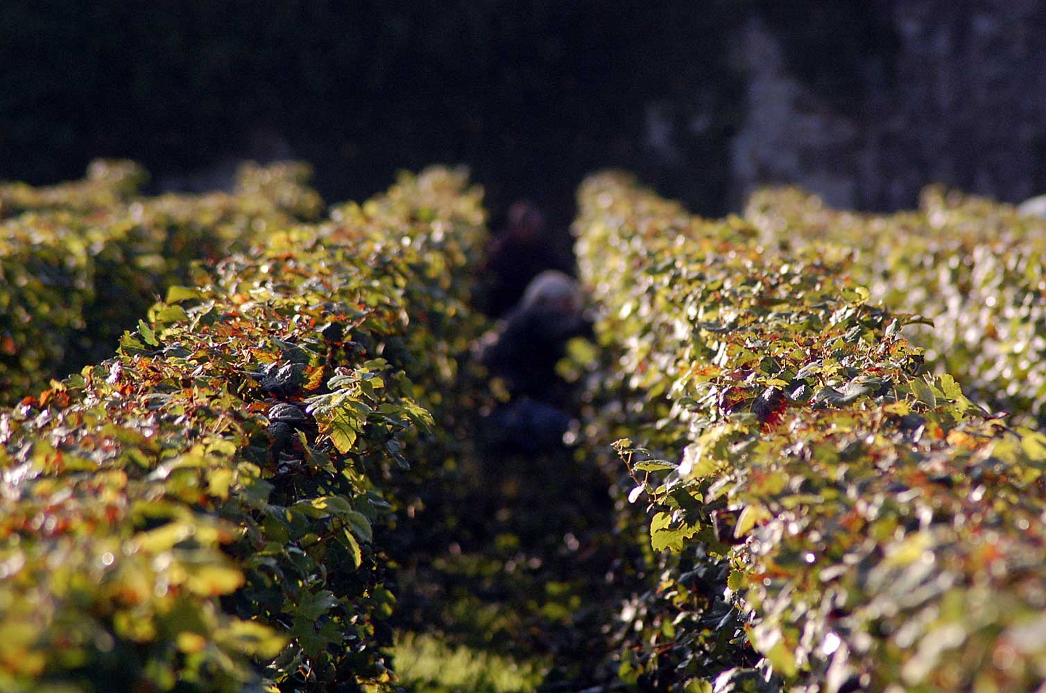 Champagne Romelot Poupart - Notre Maison